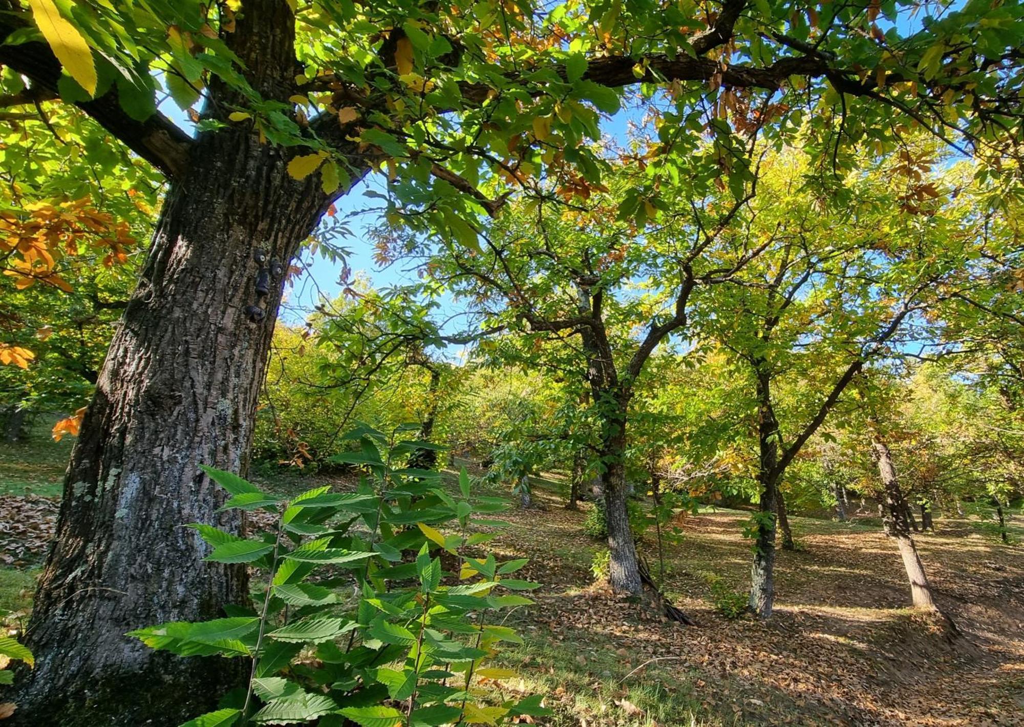 La Botalla Agriturismo Lisio Экстерьер фото